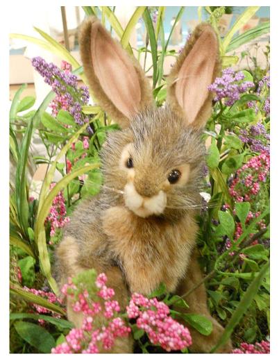 Hansa Bunny Hansa Bunny